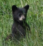 bear cub